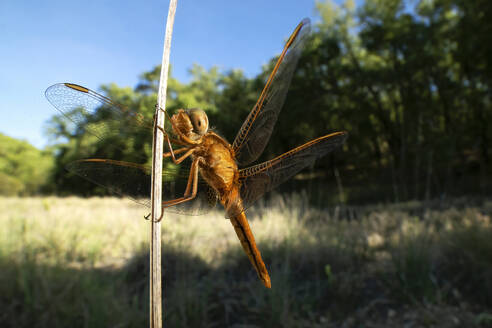 A detailed close-up captures a dragonfly clinging to a stick with a natural forest background in soft focus. - ADSF51146