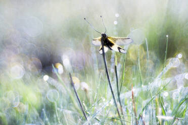 A tranquil scene of a dragonfly perched on grass with sparkling morning dew, creating a dreamy bokeh effect. - ADSF51147