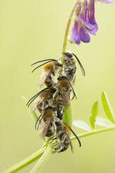 A cluster of honeybees are perched on a stems, showcasing the busy life of pollinators against a soft green backdrop. - ADSF51148