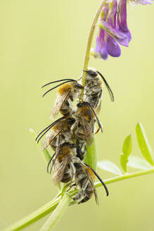 A cluster of honeybees are perched on a stems, showcasing the busy life of pollinators against a soft green backdrop. - ADSF51148