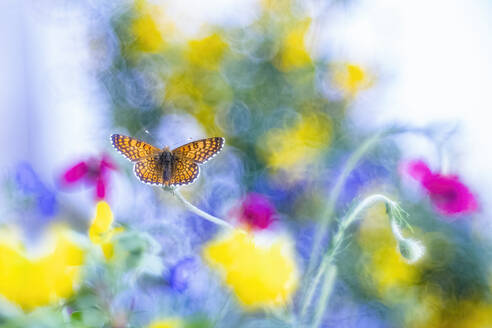A dreamy image of a butterfly with a patterned wingspan resting among blurred colorful flowers. - ADSF51149