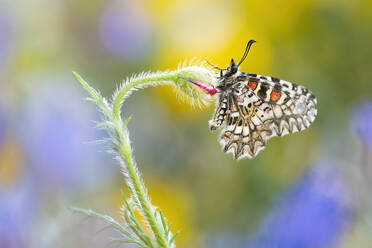 A detailed close-up photo of a patterned butterfly perched gracefully on a fuzzy wildflower stem with a blur of summer colors in the background. - ADSF51150