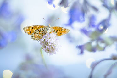 A delicate butterfly rests on a purple flower with a soft-focus blue background. - ADSF51151