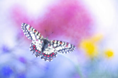 A delicate butterfly with intricately patterned wings hovers amidst a dreamy, soft-focus floral backdrop. - ADSF51152