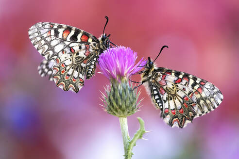 Two vibrant butterflies perch delicately on a purple thistle, with a soft-focus pink background adding to the tranquil scene. - ADSF51153