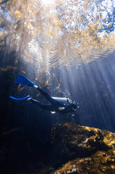 A diver explores the tranquil underwater world of mangroves in Cancun, Mexico, with sunbeams filtering through the water. - ADSF51228