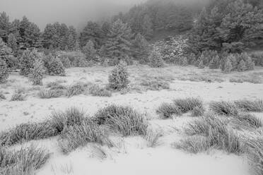 Green trees with leaves and bushes covered in frost and standing on snowy glacial lagoons of Neila Spain Europe against blurred and foggy sky and snowfall in daylight - ADSF51312