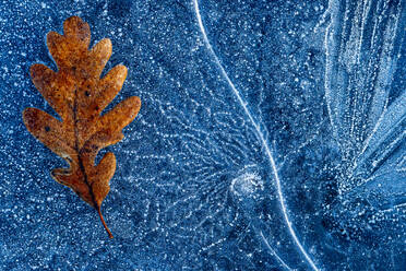 Closeup textured background of dry oak leaf lying on frozen puddle with patterns in winter in glacial lagoon of Neila Spain Europe - ADSF51315