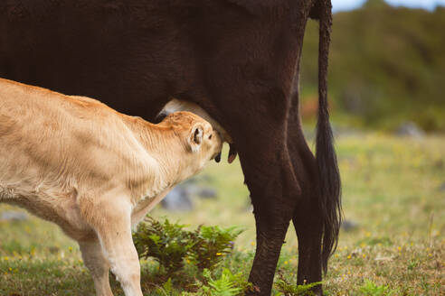 Adorable little calf drinking milk from cow's udder at grassy meadow with blurred background - ADSF51337