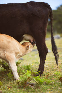 Adorable little calf drinking milk from cow's udder at grassy meadow with blurred background - ADSF51338