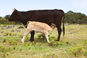 Adorable little calf drinking milk from cow's udder at grassy meadow with blurred background - ADSF51339