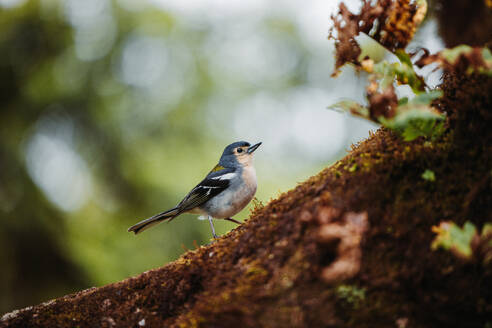 Small songbird chaffinch perched on tree branch covered in moss in natural woodland forest - ADSF51340