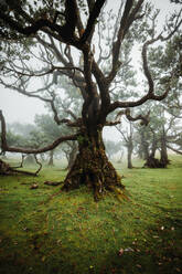 Idyllic and scenic view of trees on green grassy landscape in natural forest under dense foggy weather - ADSF51342