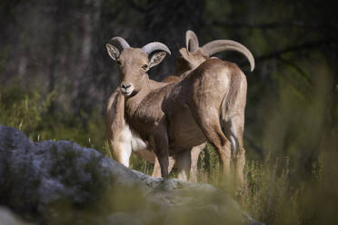 A Barbary sheep stands alert in a serene natural environment, showcasing its majestic curved horns and textured coat. - ADSF51349