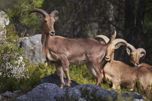 Majestic Barbary sheep standing on a rocky ledge in a serene natural environment with a soft focus of another sheep in the background. - ADSF51350