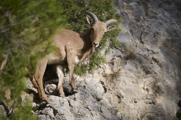 A Barbary sheep, distinguished by its curved horns, stands alert on a rugged cliff, with green shrubbery in the foreground. - ADSF51351