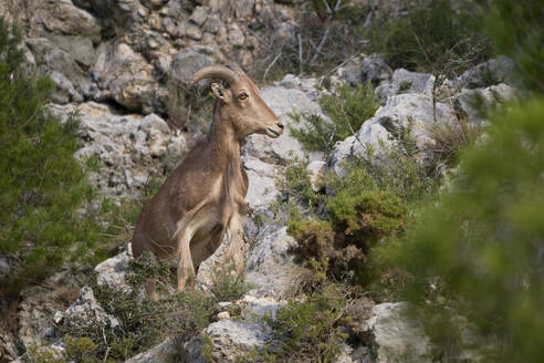 A Barbary sheep stands on rocky terrain, blending into the natural habitat with its brown coat. - ADSF51352