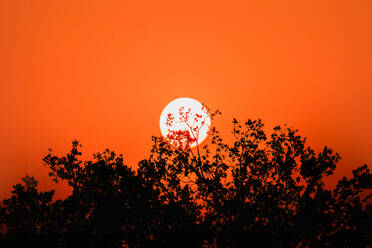 A tranquil scene captures the sun setting in a vibrant orange sky, silhouetting a cluster of trees. - ADSF51376