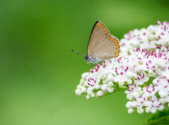 A delicate Lycaenidae butterfly with orange-tipped wings rests on a cluster of white blossoms, set against a soft green backdrop. - ADSF51378