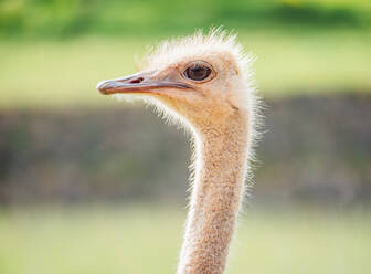 High-resolution image capturing the detailed features of an ostrich's head and neck with a soft-focus background. - ADSF51379