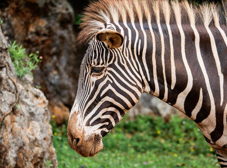 A detailed close-up shot captures the unique patterns and texture of a common zebra's face set against a soft, natural backdrop with rocks and foliage. - ADSF51380