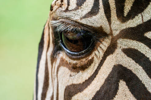 Macro shot capturing the intricate details of a giraffe's eye surrounded by its distinctive skin pattern. - ADSF51381