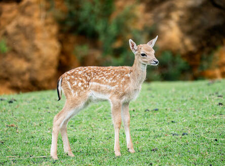 A young fawn with white spots stands alert in a lush green field with a soft-focus background of brown foliage. - ADSF51382