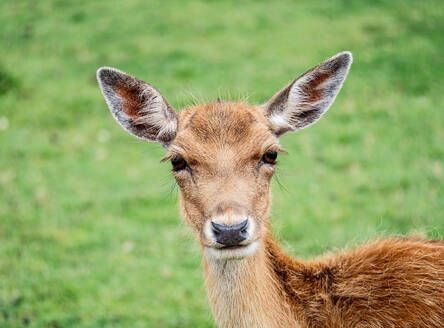 A gentle young Deer axis gazes forward with attentive eyes, set against a lush, green backdrop, in a natural daylight setting. - ADSF51383