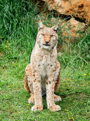A regal Eurasian lynx sits calmly amidst lush green grass, showcasing its natural camouflage and keen gaze. - ADSF51384