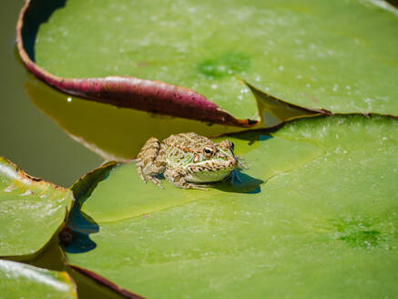 A close-up image showcasing a frog resting on the edge of a vibrant green lily pad against a backdrop of tranquil pond water. - ADSF51386