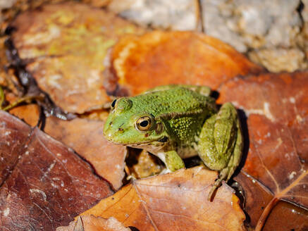 A green frog sits atop vibrant autumn leaves, basking in the warm sunlight, showcasing nature's beauty. - ADSF51387