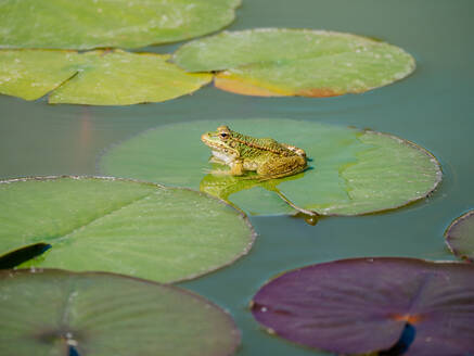 A tranquil frog rests on a lily pad, surrounded by calm waters and green foliage in a serene pond setting. - ADSF51388