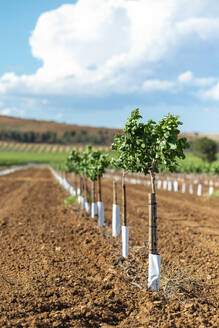 A fresh plantation of young grapevines standing in neat rows on a well-cultivated farm under a clear blue sky. - ADSF51389