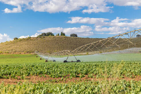 An expansive agricultural field under a clear blue sky, being watered by a modern pivot irrigation system. - ADSF51390