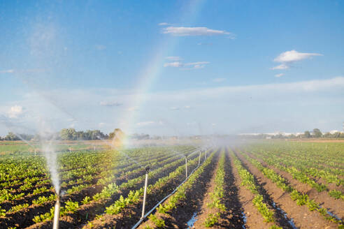 A farming landscape with an active irrigation system watering crops, creating a rainbow in mist against a clear sky at sunset. - ADSF51391