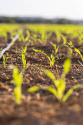 Close-up image capturing the fresh green shoots of young corn plants emerging from fertile soil, bathed in the soft, warm light of the golden hour. - ADSF51392