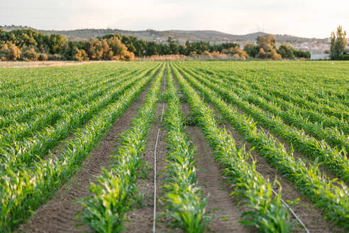 Neat rows of young corn plants stretch towards the horizon on a fertile farm, with an irrigation line running parallel on the lush field under a soft dusk light. - ADSF51393