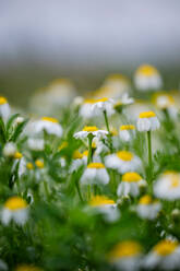 A serene field of small chamomile flowers in bloom with a shallow depth of field. - ADSF51394