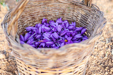 Close-up of a traditional wicker basket filled to the brim with freshly harvested deep purple saffron flowers, with a blurred natural background emphasizing the rich color of the blooms - ADSF51395