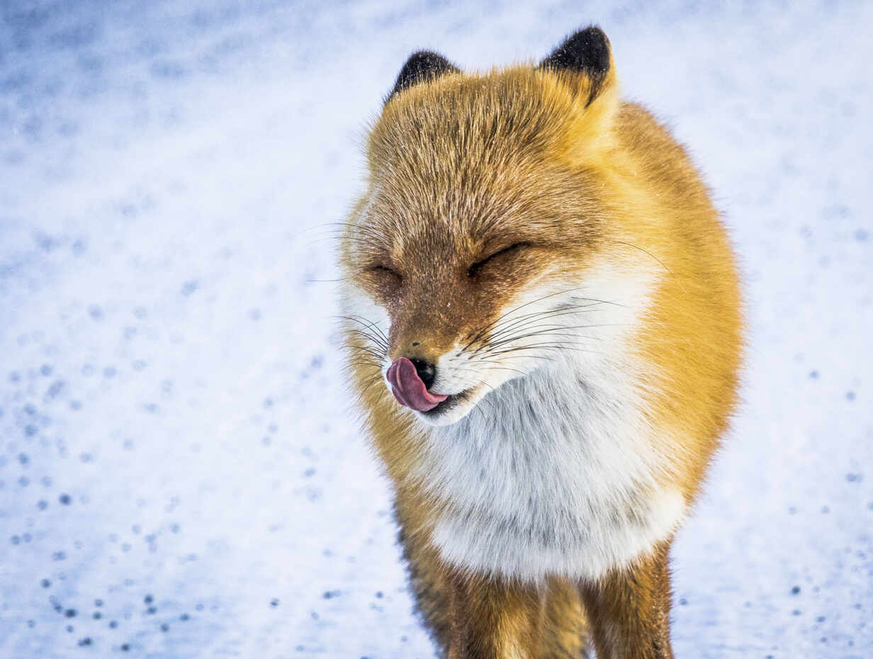 Closeup of adorable furry kitsune fox with eyes closed sticking