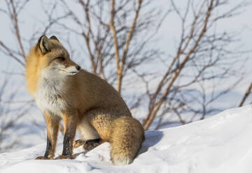 A kitsune fox sitting in the snow with bare branches in the background in a Japanese winter landscape - ADSF51426