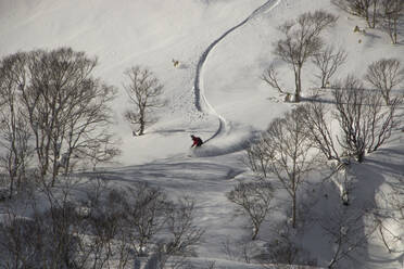 From above of anonymous carefree person snowboarding on snow covered landscape surrounded with trees in Japan during winter holidays - ADSF51508