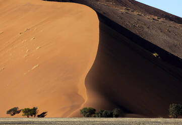 Majestic view capturing the stark contrast between the towering sand dunes and the resilient trees at their base in the Namibian desert under clear sky - ADSF51696