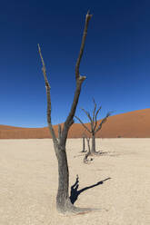 Petrified trees rising from the cracked earth of the Namibian desert, with a smooth sand dune in the distance under a clear blue sky - ADSF51698