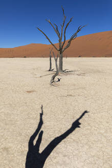 Petrified trees rising from the cracked earth of the Namibian desert, with a smooth sand dune in the distance under a clear blue sky - ADSF51699