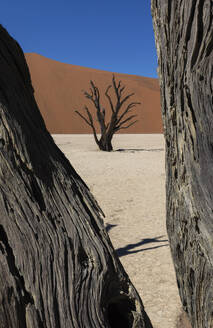 Branches of tree frame the view of another petrified tree rising from the cracked earth of the Namibian desert, with a smooth sand dune in the distance under a clear blue sky - ADSF51700