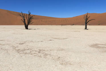 Petrified trees rising from the cracked earth of the Namibian desert, with a smooth sand dune in the distance under a clear blue sky - ADSF51701