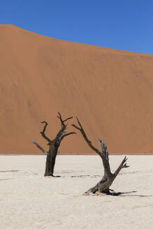 Petrified trees rising from the cracked earth of the Namibian desert, with a smooth sand dune in the distance under a clear blue sky - ADSF51702