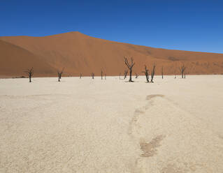 Petrified trees rising from the cracked earth of the Namibian desert, with a smooth sand dune in the distance under a clear blue sky - ADSF51703