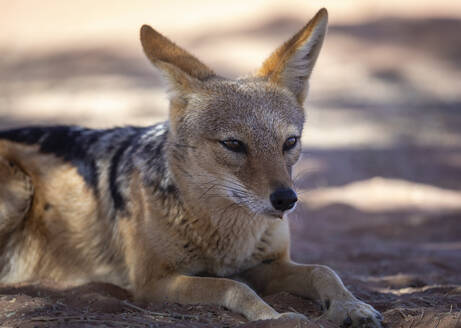 A close-up of a desert jackal in Namibia lying on sandy terrain while looking away and observing attentively - ADSF51704